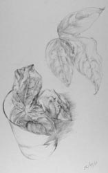 vine study